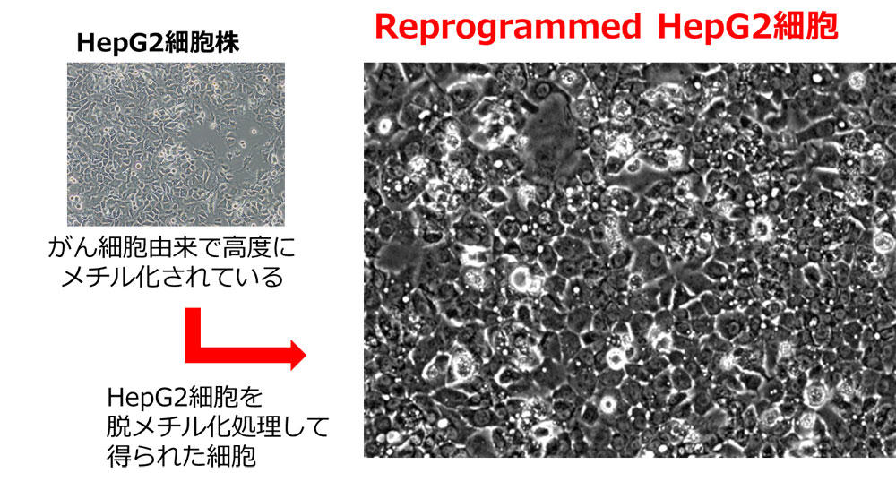 Reprogrammed HepG2 Cells