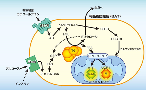 褐色脂肪細胞の脂質代謝経路