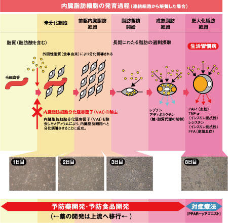 Developmental process of visceral fat cells