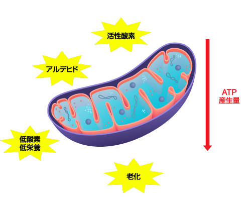 PMC_mitochondria_01yellow_ol.png