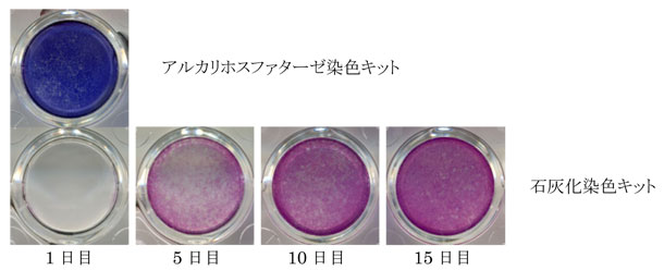 PMC_osteogenesis_culture_kit_1.jpg