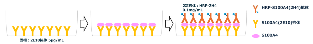 PPX_anti_s100a4_sandwich_ELISA.png