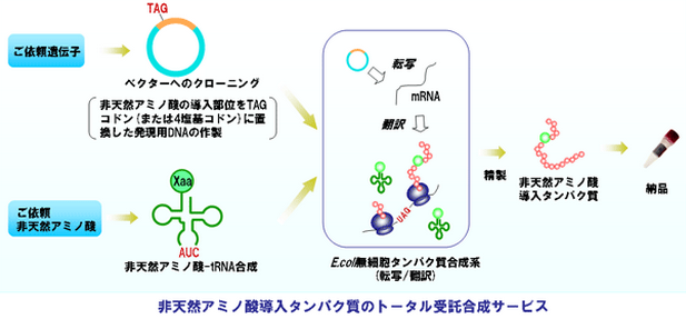 大腸菌発現系の非アミノ酸導入タンパク質のサービスの流れ