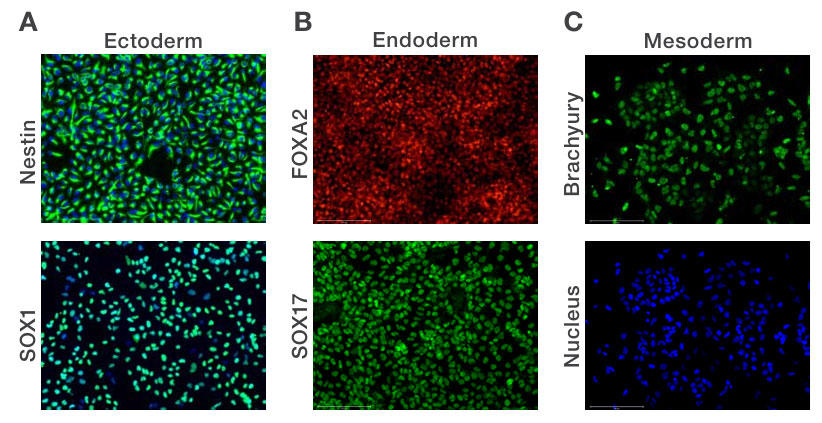 PTI_PeproGMPcytokine_fig5.jpg