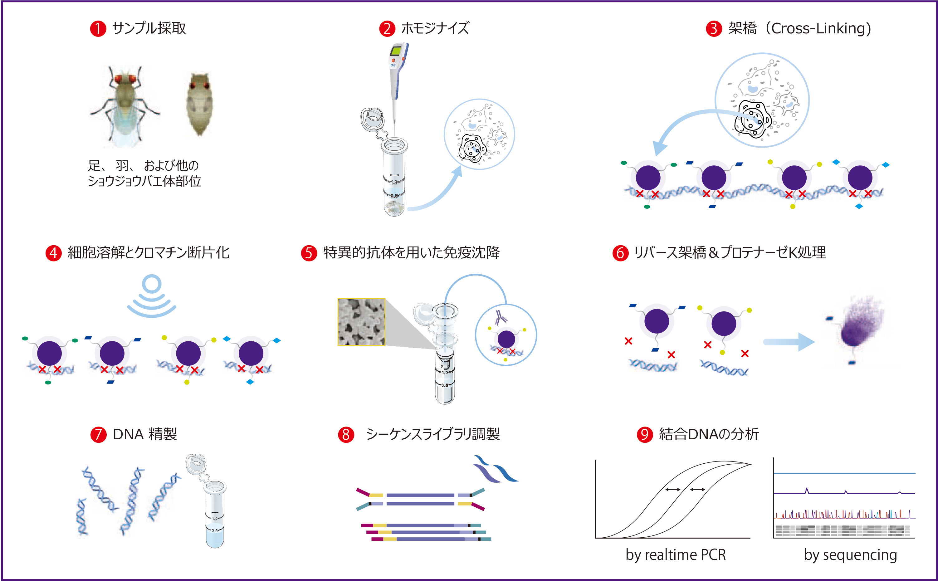 Chromatrap® <em>Drosophila</em> ChiP-seqvZX̊T