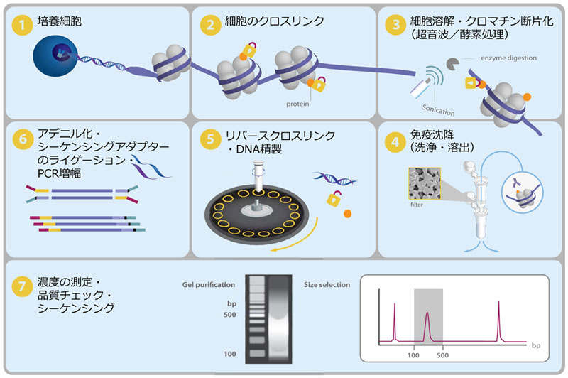 Chromatrap® ChIP-Seq キット | 次世代シーケンシング（NGS