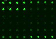 RBT_AntibodyArray_20.jpg