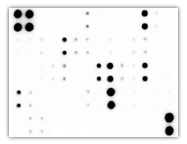 抗体アレイ「C-シリーズ」(化学発光検出/膜ベース) サイトカイン同時検出抗体アレイ「C-シリーズ」(化学発光検出/膜ベース)