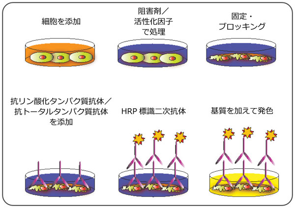 リン酸化タンパク質セルベース ELISA キットのプロトコール