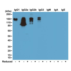 マウスイムノグロブリンのウェスタンブロット解析（+ 還元、- 非還元）