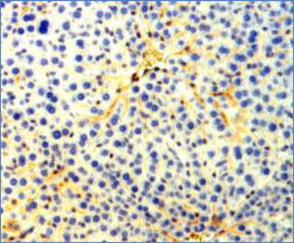 図1  マウス肝臓および腎臓の免疫組織化学染色（本抗体 0.5 μg/mL を使用） PEG-BSA を投与したマウス肝臓
