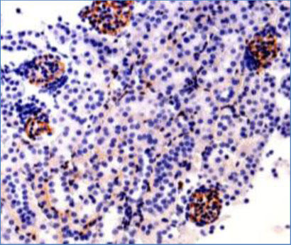 図1  マウス肝臓および腎臓の免疫組織化学染色（本抗体 0.5 μg/mL を使用） PEG-BSA を投与したマウス腎臓