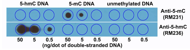 二本鎖DNAを用いたドットブロット法