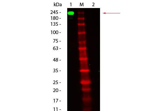 Fluorescent TrueBlot(R) R}EX IgG Fluorescein^EGX^ubgiiԁF18-0217-32j