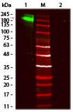 Fluorescent TrueBlot(R) 抗ウサギ IgG IRDye800／ウエスタンブロット（品番：18-3216-32）