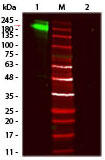 Fluorescent TrueBlot(R) RETM IgG IRDye800^EGX^ubgiiԁF18-3216-32j