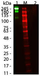 Fluorescent TrueBlot(R) 抗マウス IgG IRDye800／ウエスタンブロット（品番：18-3217-32）