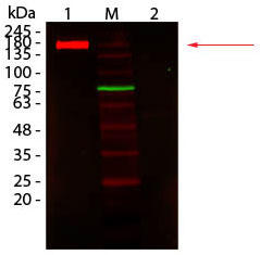 Fluorescent TrueBlot(R) RETM IgG DyLight 680^EGX^ubgiiԁF18-4416-32j