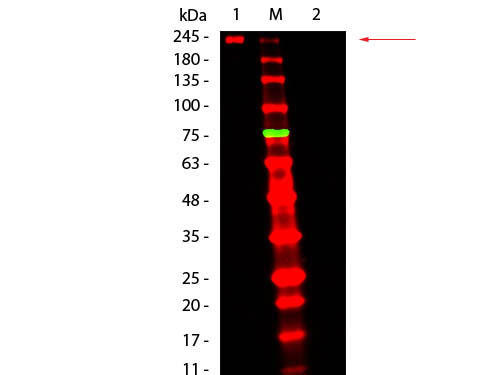 Fluorescent TrueBlot(R) R}EX IgG DyLight 680^EGX^ubgiiԁF18-4417-32j