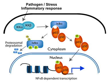 NF-κB VOiOpXEFC