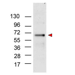 Anti NF-κB p65 (RelA) (品番：200-301-065)を用いてp65をウエスタンブロットにより検出し