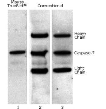 }EXTrueBlot® Ɖu~iIPj/EFX^ubg