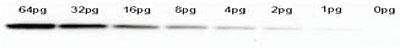 EFX^ubgiChemiluminescent Western Blot Kit For GFP tag protein gpjiiԁFKCA215j