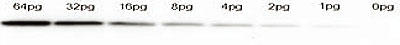 EFX^ubgiChemiluminescent Western Blot Kit For RFP tag protein gpjiiԁFKCA379j