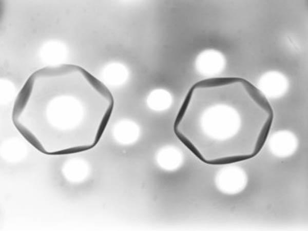 precipitin ring `ꂽRIDAK[v[g