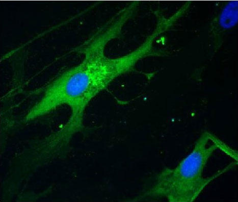 DAPI-Fluoromount-G