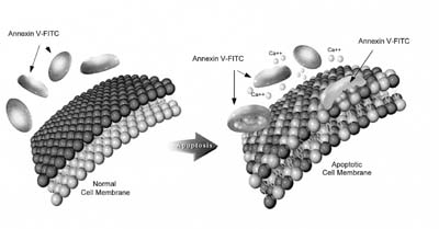 アポトーシス誘導後のPSの転座の後、適切なカルシウム濃度下でAnnexin V-FITC が細胞表面に結合。