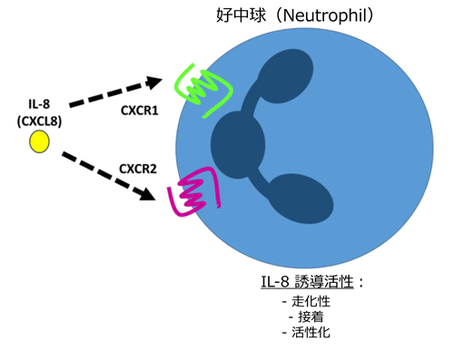 IL-8iCXCL8^Neutrophil chemotactic factorj̋@\A