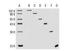 Cruz Marker™ qʃX^_[h̑S}[J[ (A) ьʂ132 kDa (B), 90 kDa (C), 55 kDa (D), 43 kDa (E), 34 kDa (F), 23 kDa (G) }[J[̌o