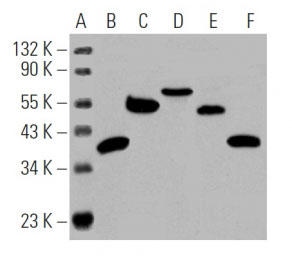 m-IgGκ BP-HRP <Cruz Marker> (iԁFsc-516102-CM) gpEFX^ubg