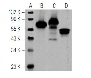 m-IgGλ BP-HRP <Cruz Marker> (iԁFsc-516132-CM) gpEFX^ubg