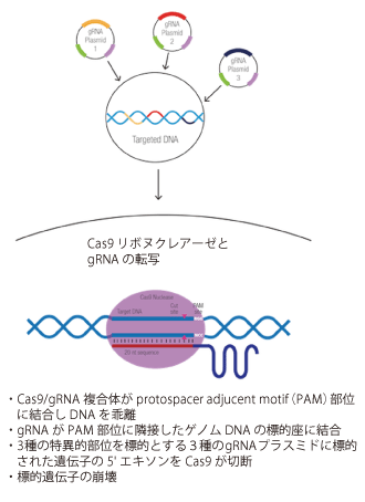 CRISPR/Cas9ノックアウトプラスミド