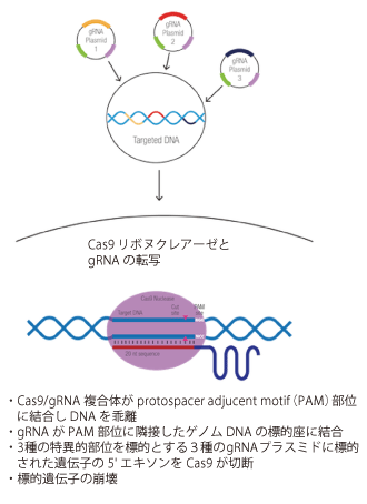 CRISPR/Cas9mbNAEgvX~h