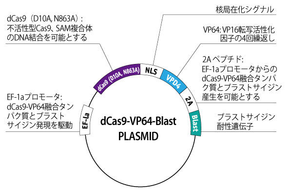 CRISPR-dCas9-VP64 palsmid