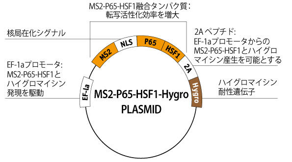 MS2-P65-HSF1 plasmid