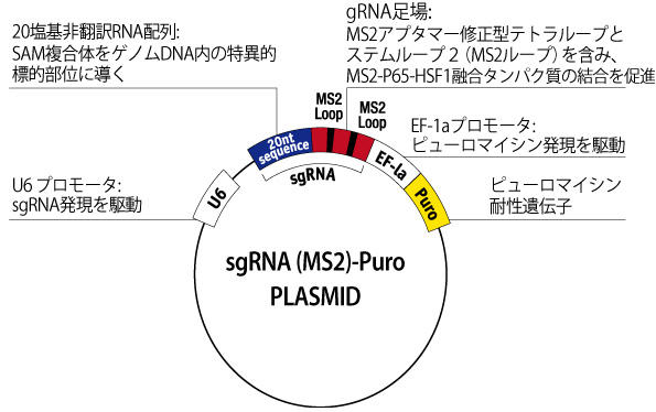 sgRNA (MS2) plasmid U6