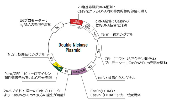 ダブルニッカーゼプラスミド