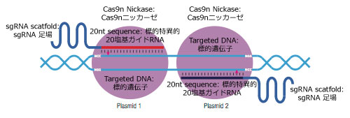 ダブルニッカーゼ法
