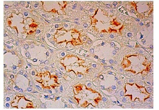 本抗体を用いたヒト腎臓組織（ホルマリン固定パラフィン包埋）の免疫ペルオキシダーゼ染色。