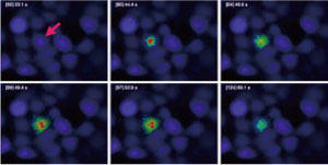 HeLaזE2μM̃P[WhIns(1,4,5)P3/PMiiCAG-ISO-2-145jƃISO[488 BAPTA-1AMŃ[hB