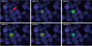 HeLaזE2μM̃P[WhIns(1,4,5)P3/PMiiCAG-ISO-2-145jƃISO[488 BAPTA-1AMŃ[hB