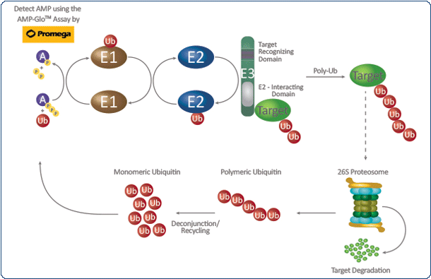 SCP_Ubiquitin_Enzyme_1.gif