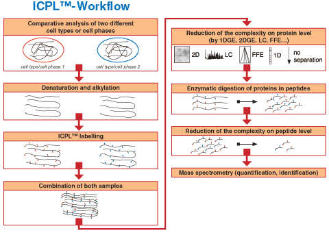 タンパク質定量解析用 ICPL Triplex Kitのワークフロー