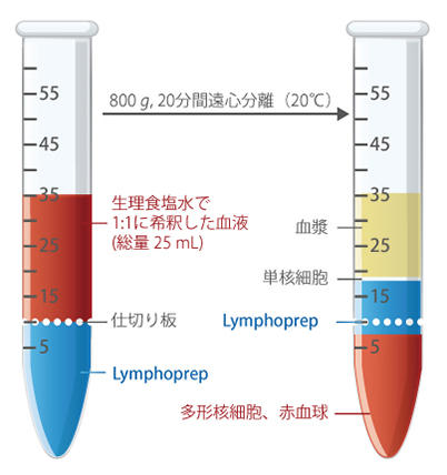 LymphoprepTube 使用方法