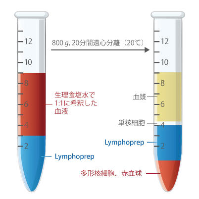 Lymphoprep gp@