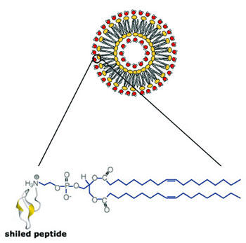 図1 図1 in vivo DNA トランスフェクション用試薬 GenJet™ Plus の模式図